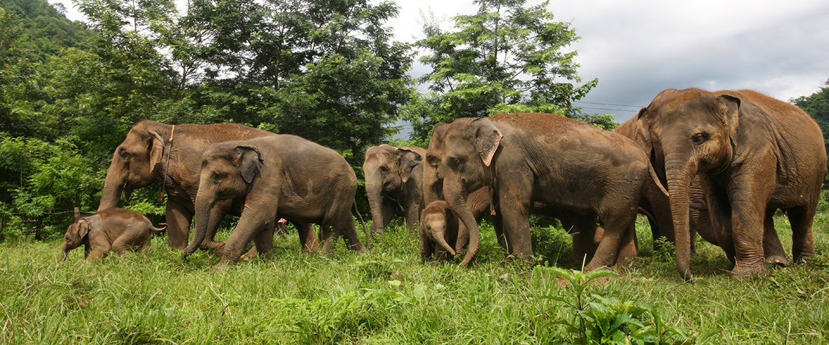 Elephants at Elephant Nature Park, Chiang Mai