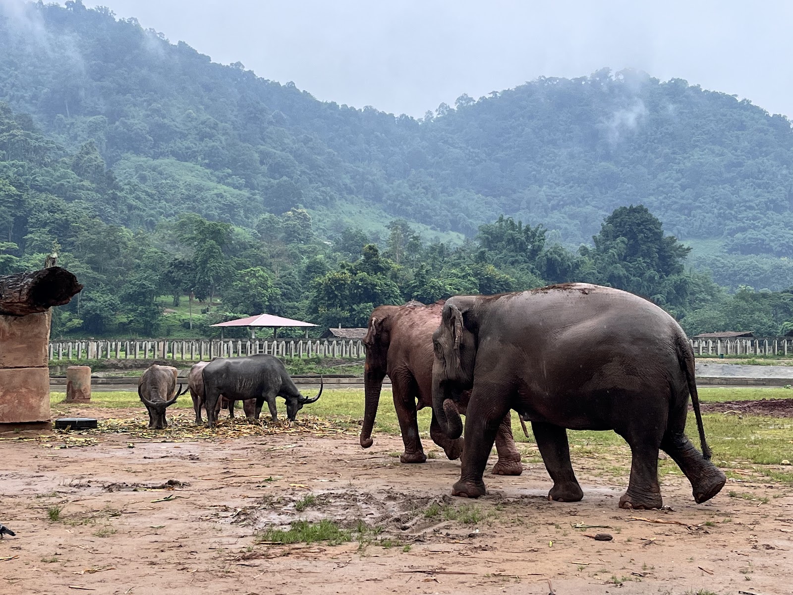 Rescued elephants roaming at Elephant Nature Park