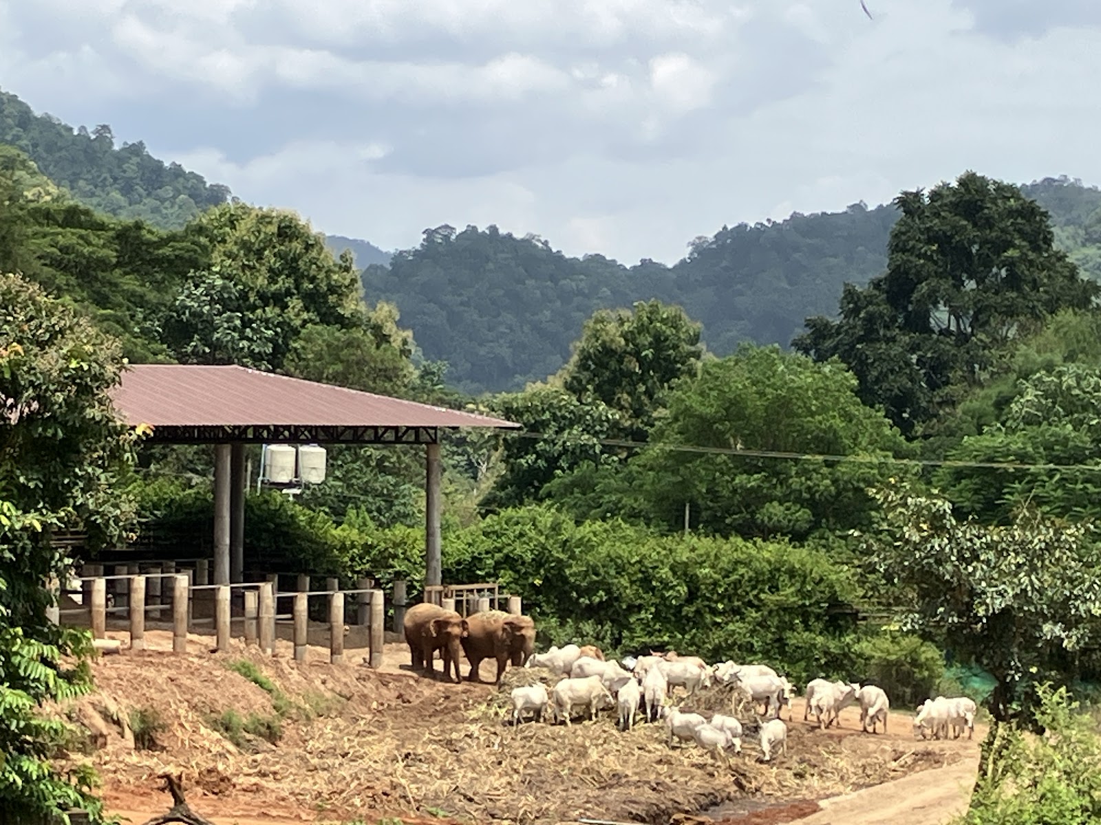 Visitors watching elephants at Elephant Nature Park