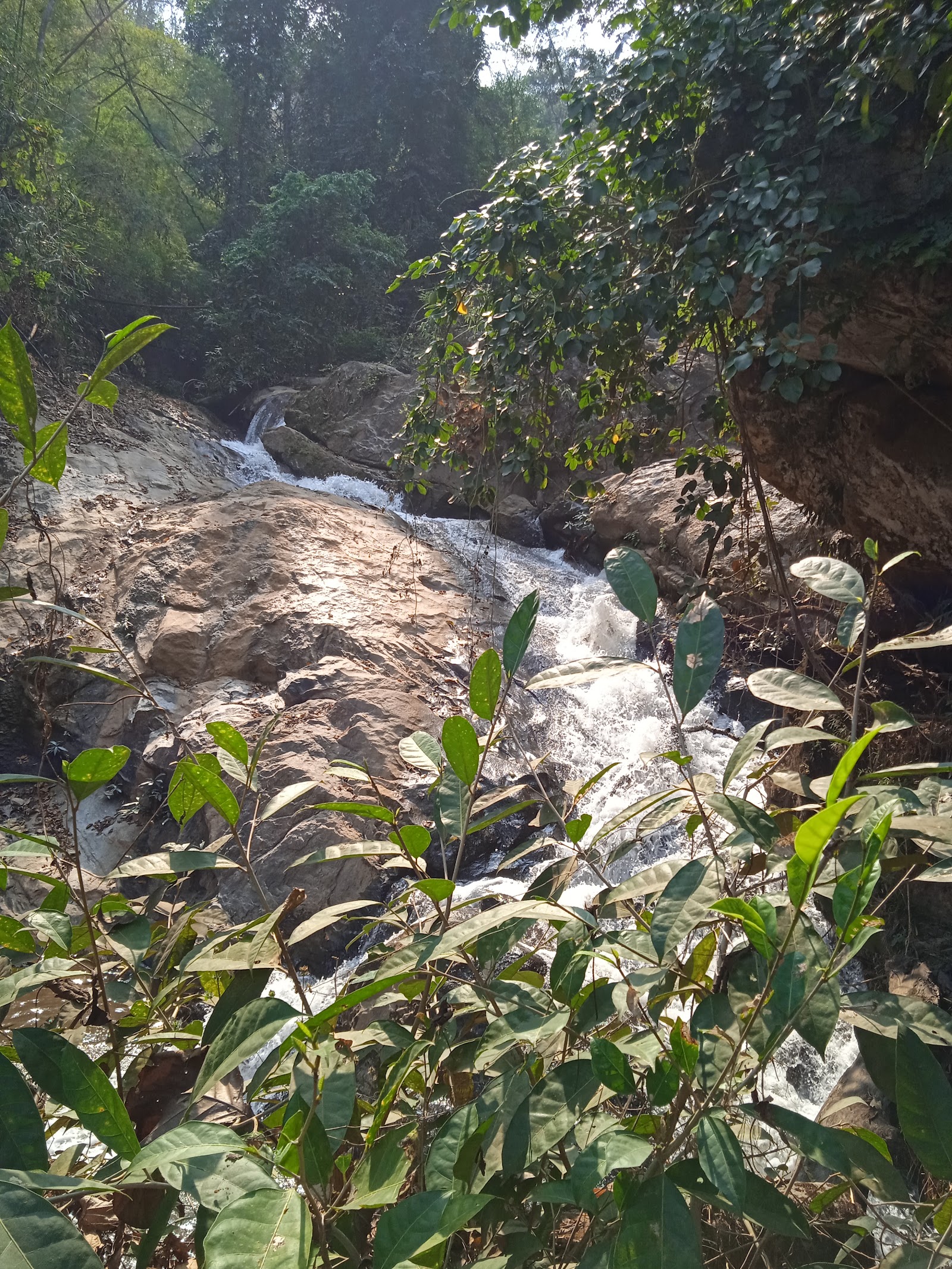 Forest and water at Mae Sa Waterfall