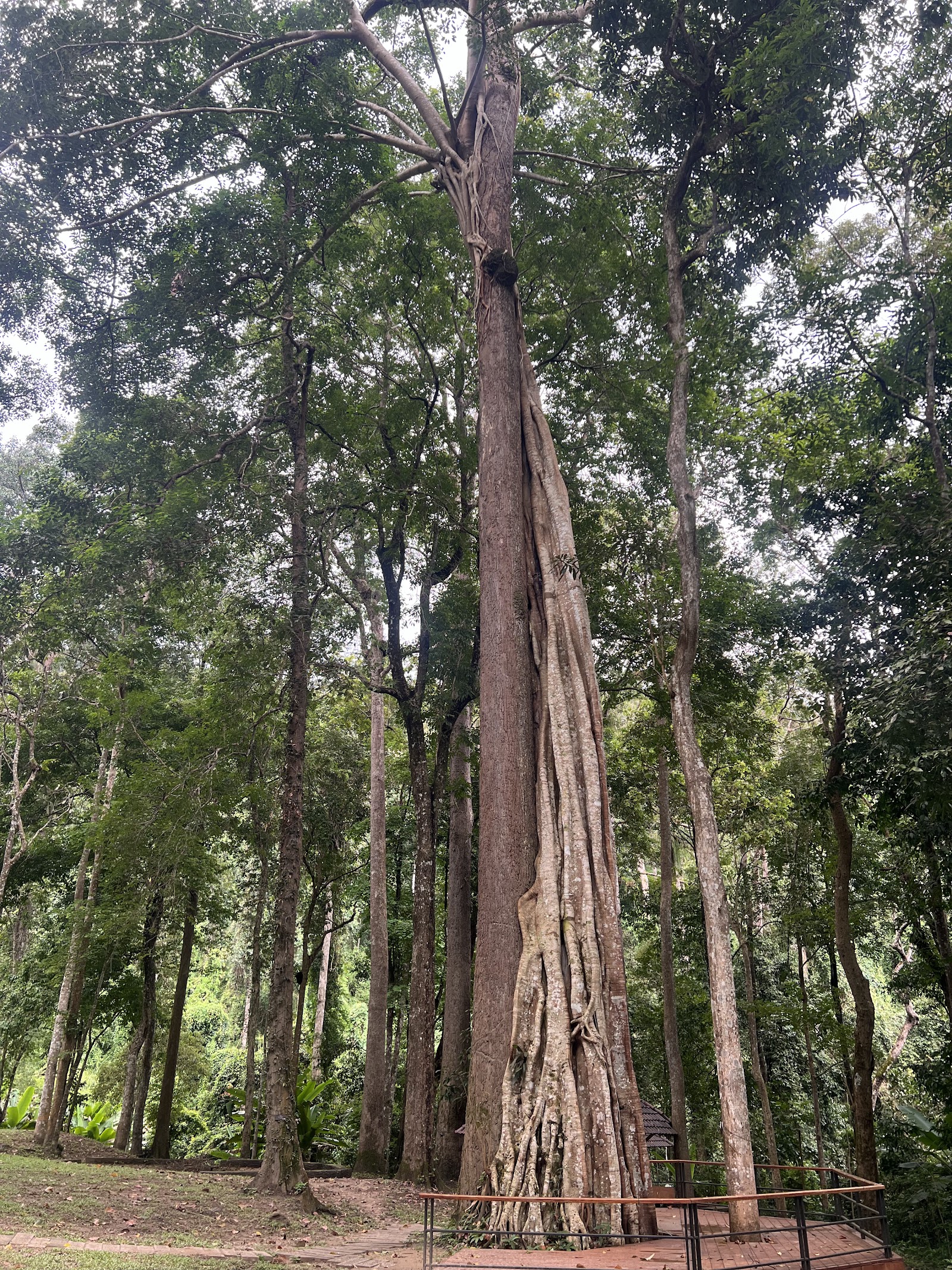 Forest at Montha Than Waterfall
