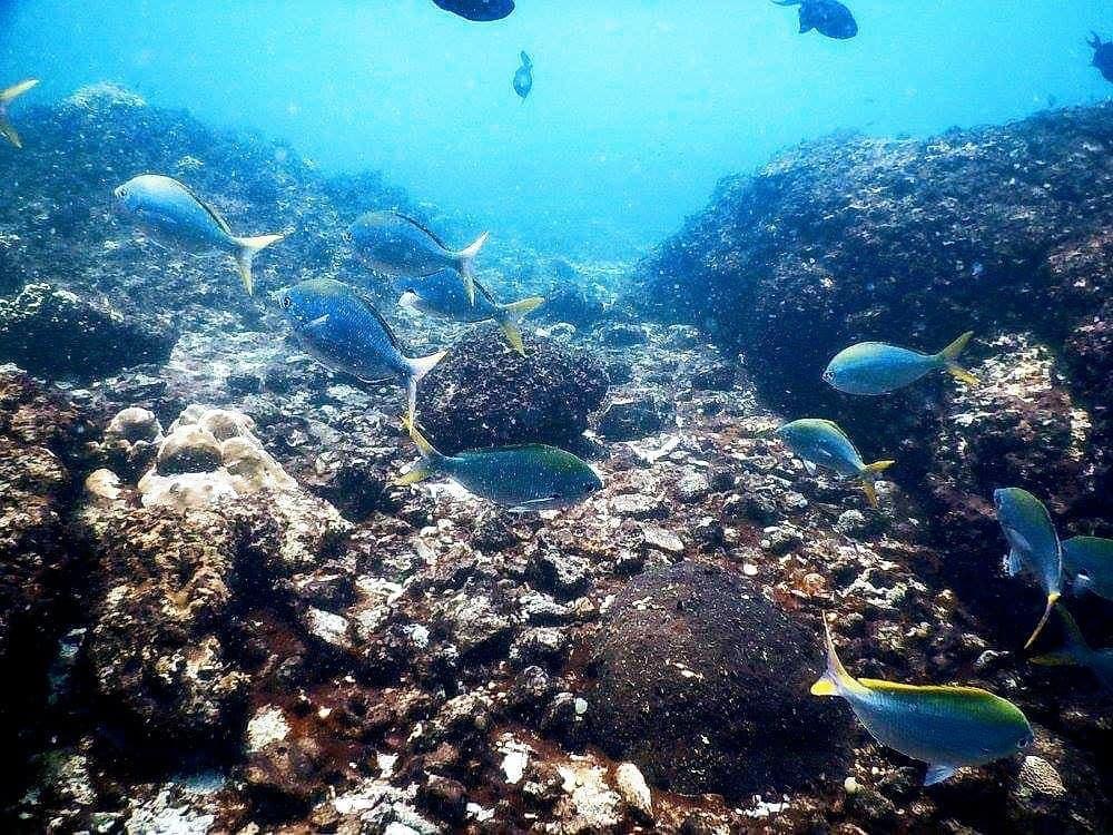 Netrani Island