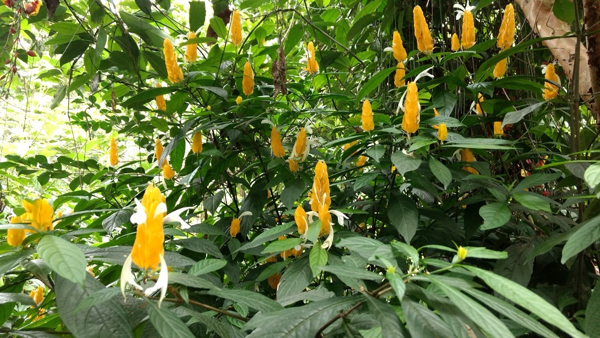 Abraham's Spice Garden