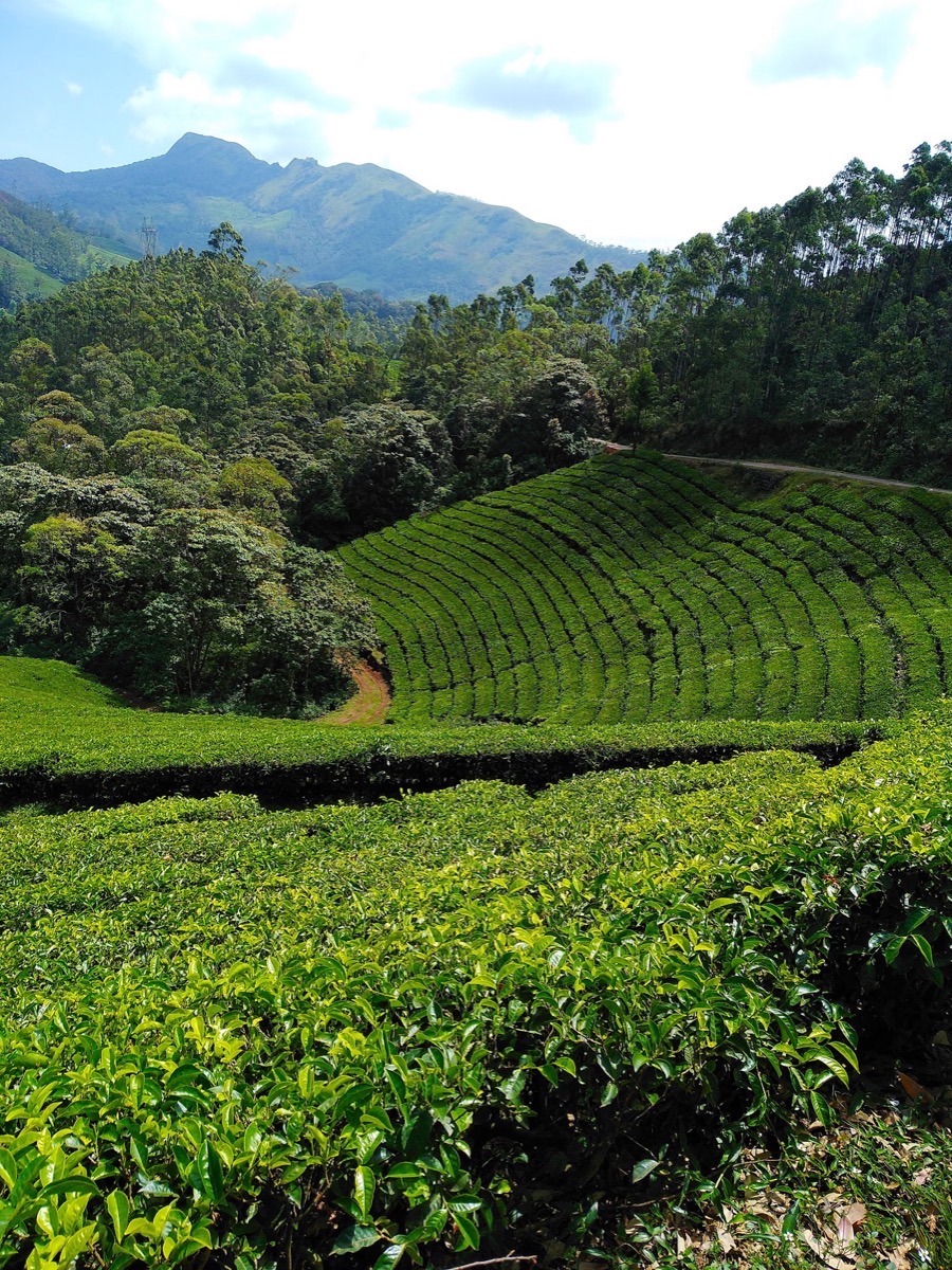 Eravikulam National Park