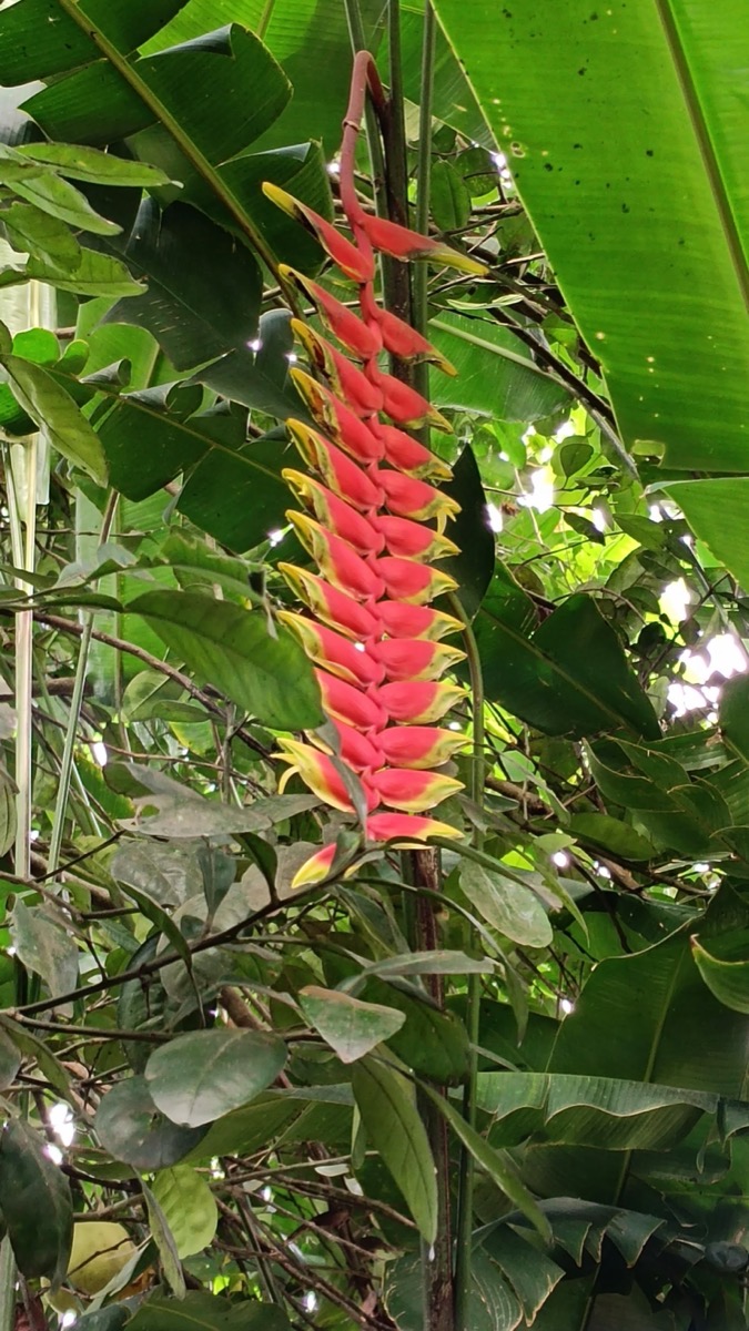 Thekkady Farm spice garden