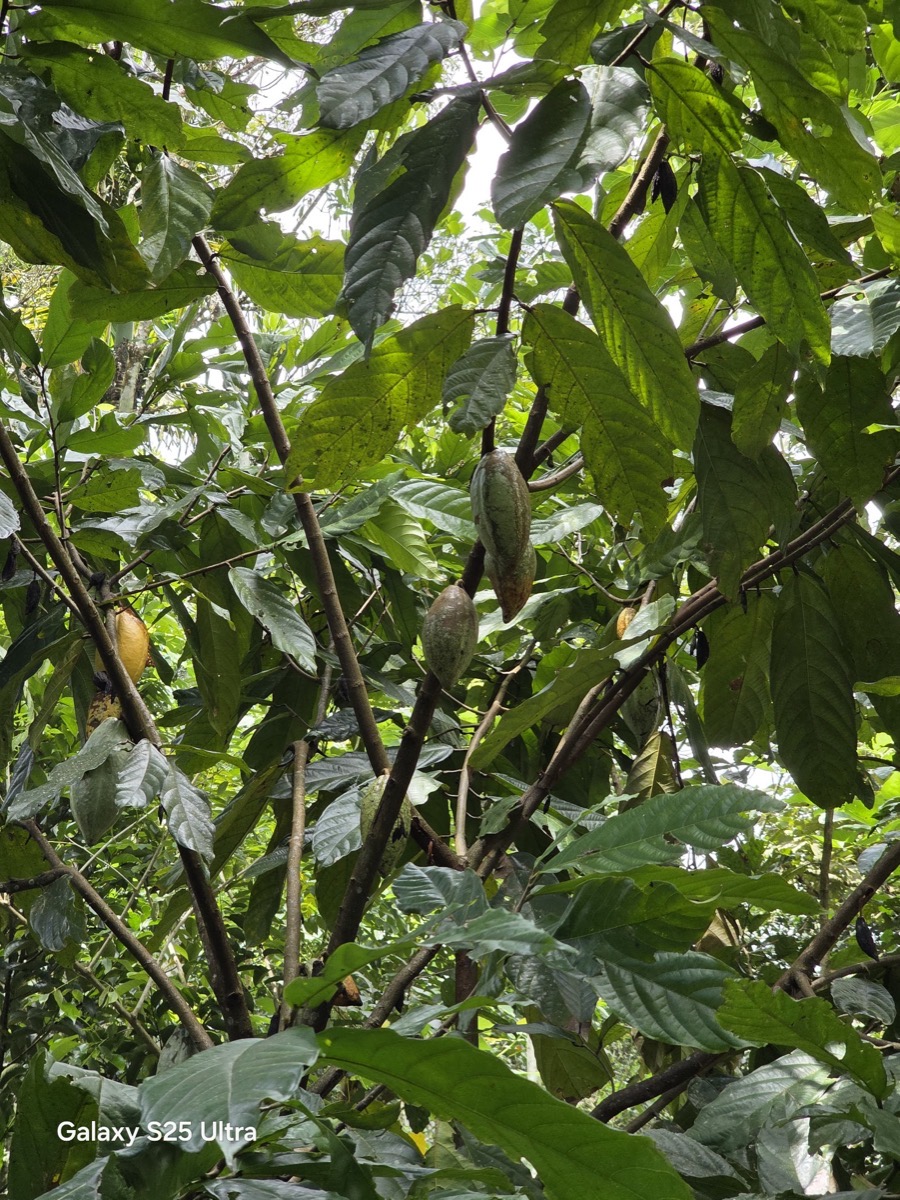Thekkady Farm spice garden