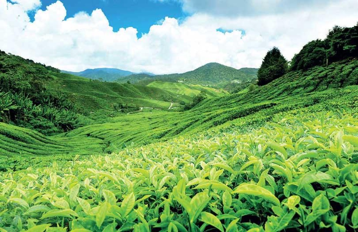 Kolukkumalai sunrise (tea estate)