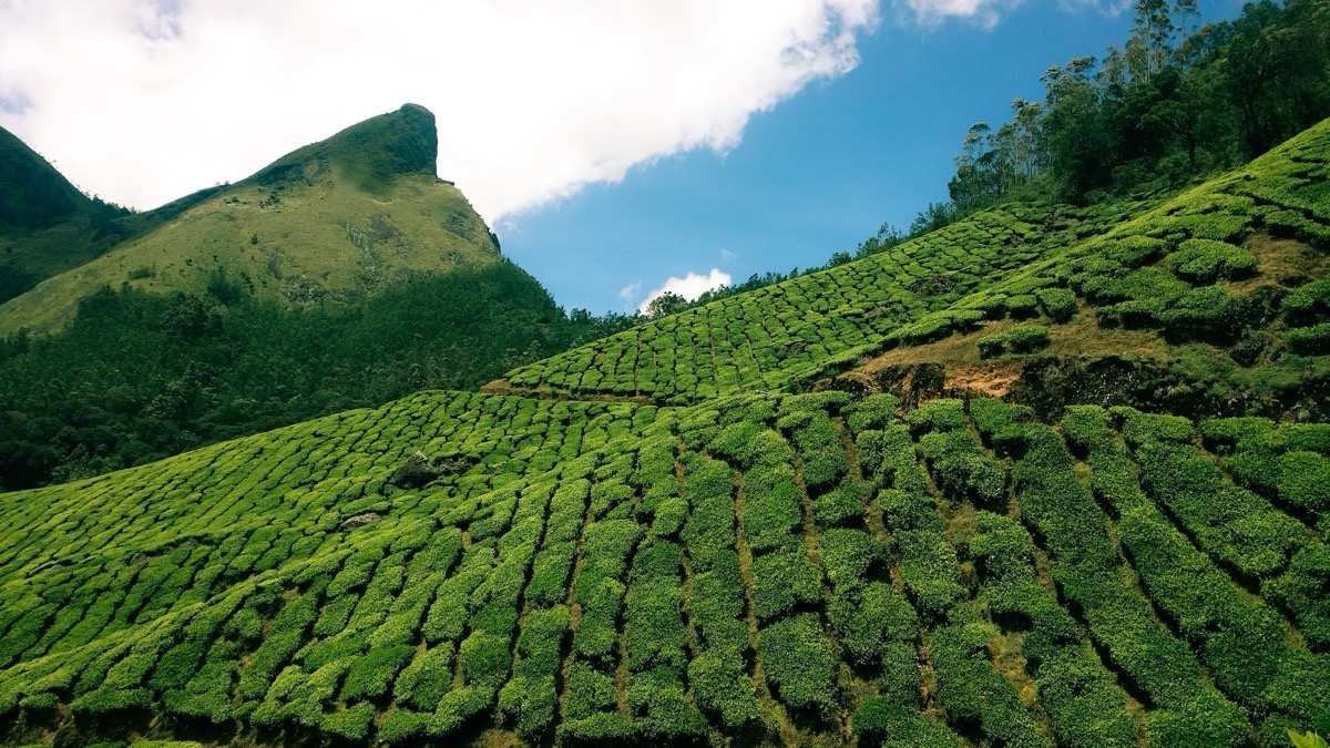 Kolukkumalai sunrise (tea estate)