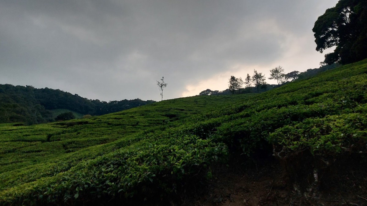 Kolukkumalai sunrise (tea estate)