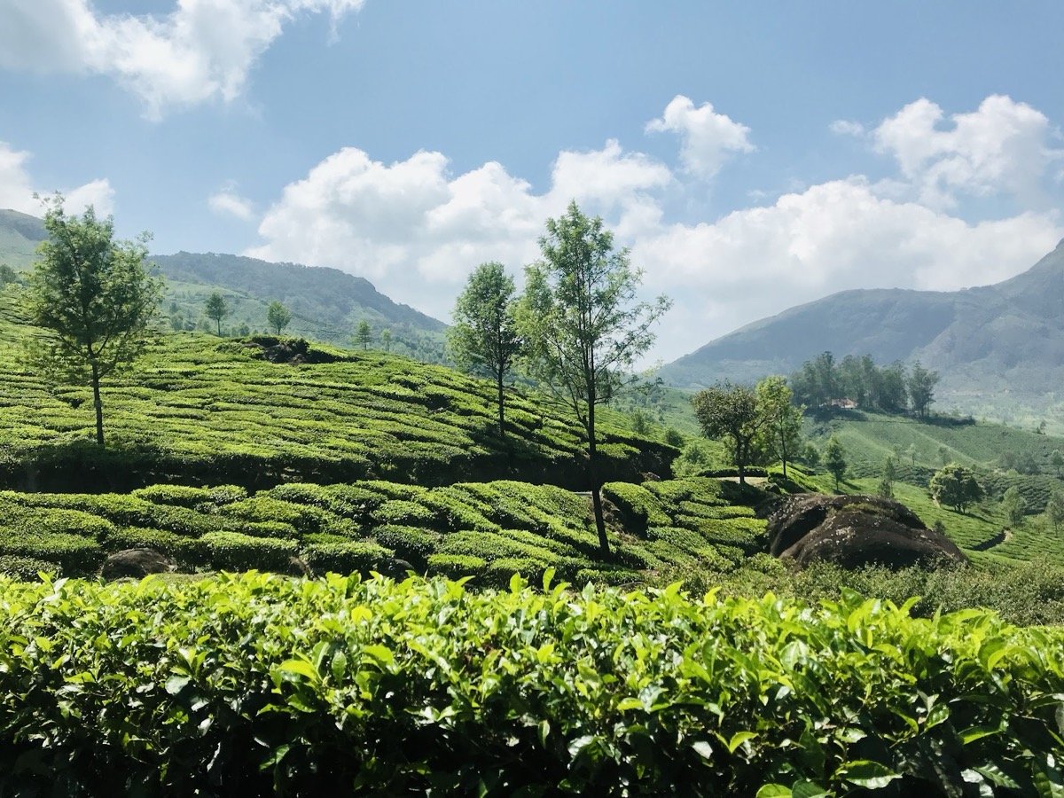 Lockhart Tea Factory