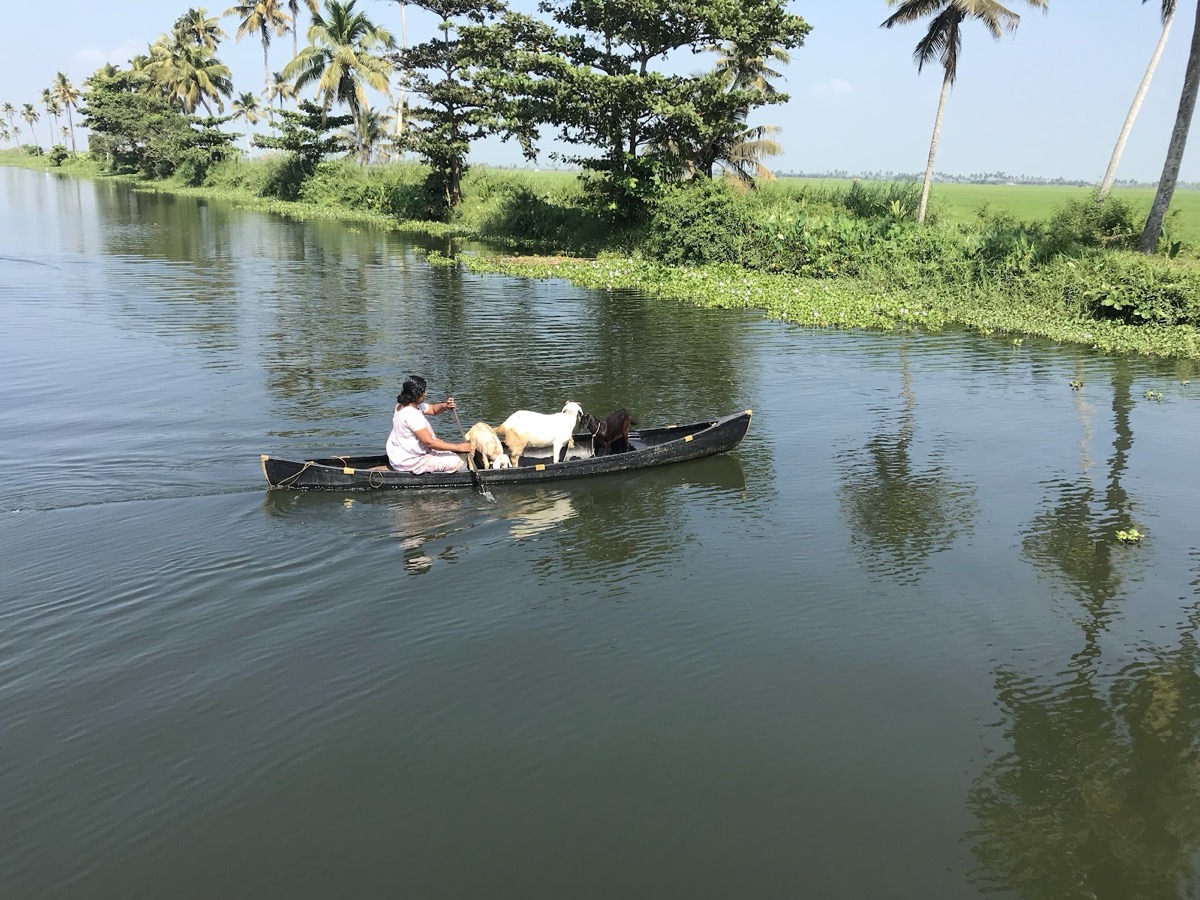 Houseboat day cruise (from Punnamada, Alleppey)