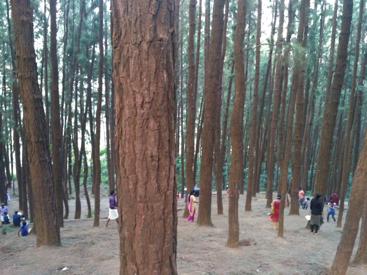 Vagamon Meadows & pine forest