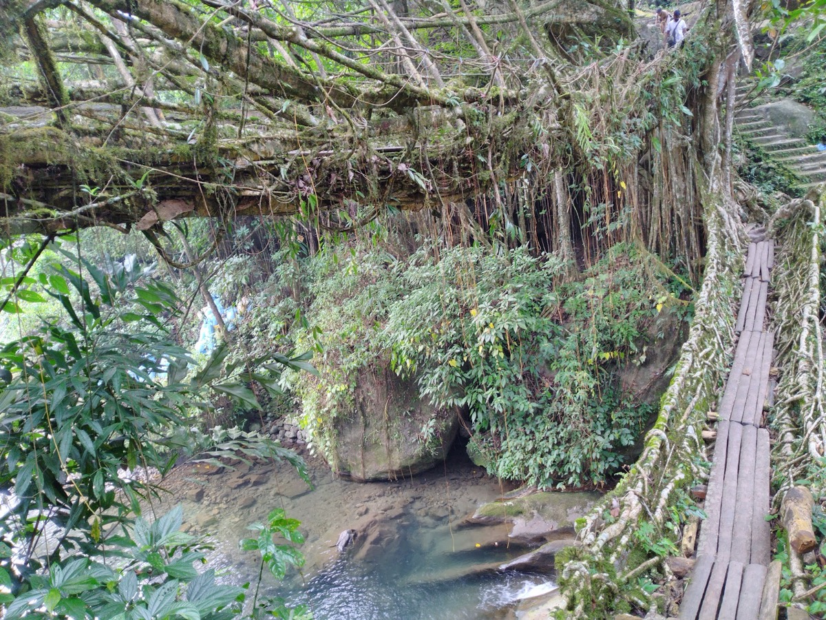 Double-decker root bridge, Nongriat