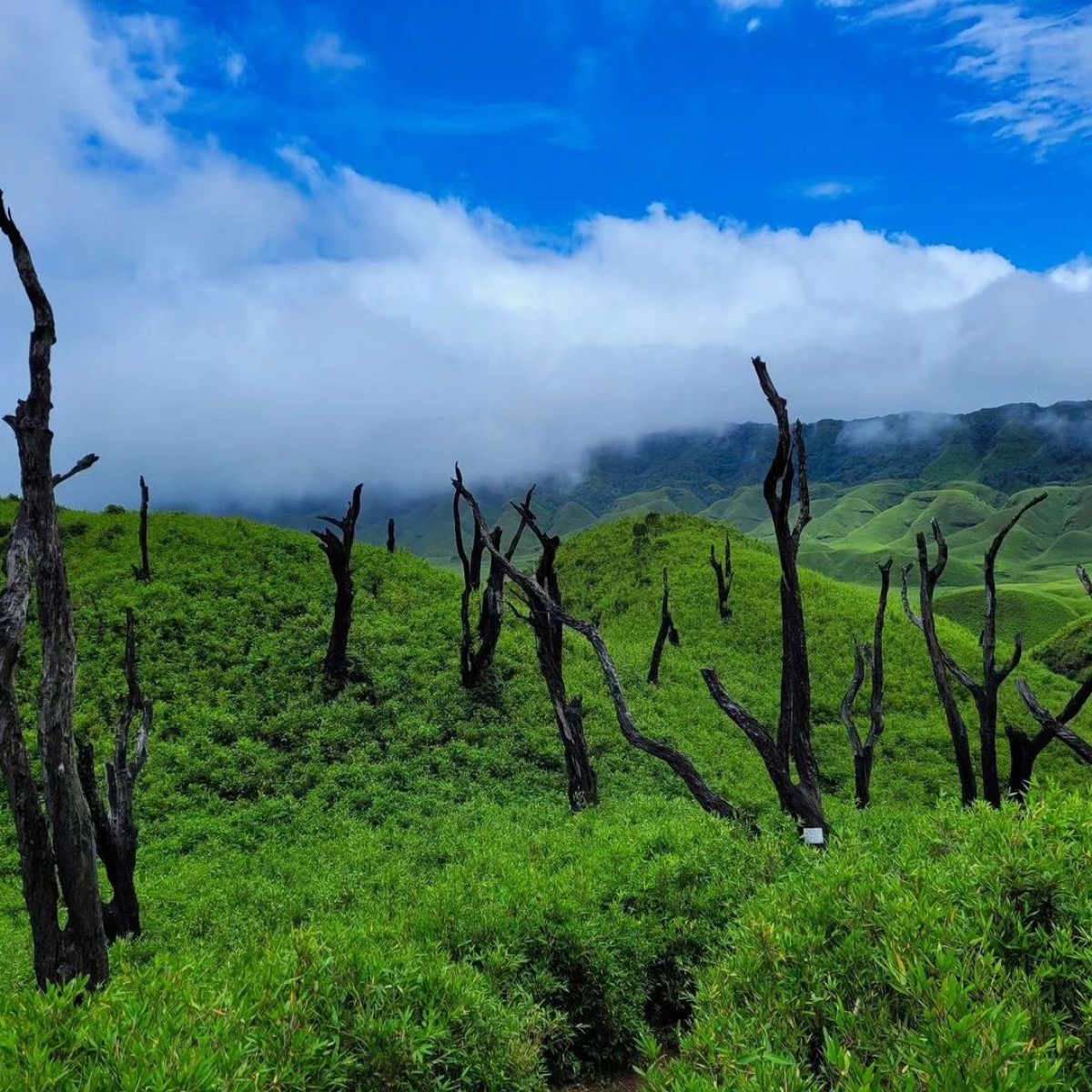 Nagaland — Dzükou Valley