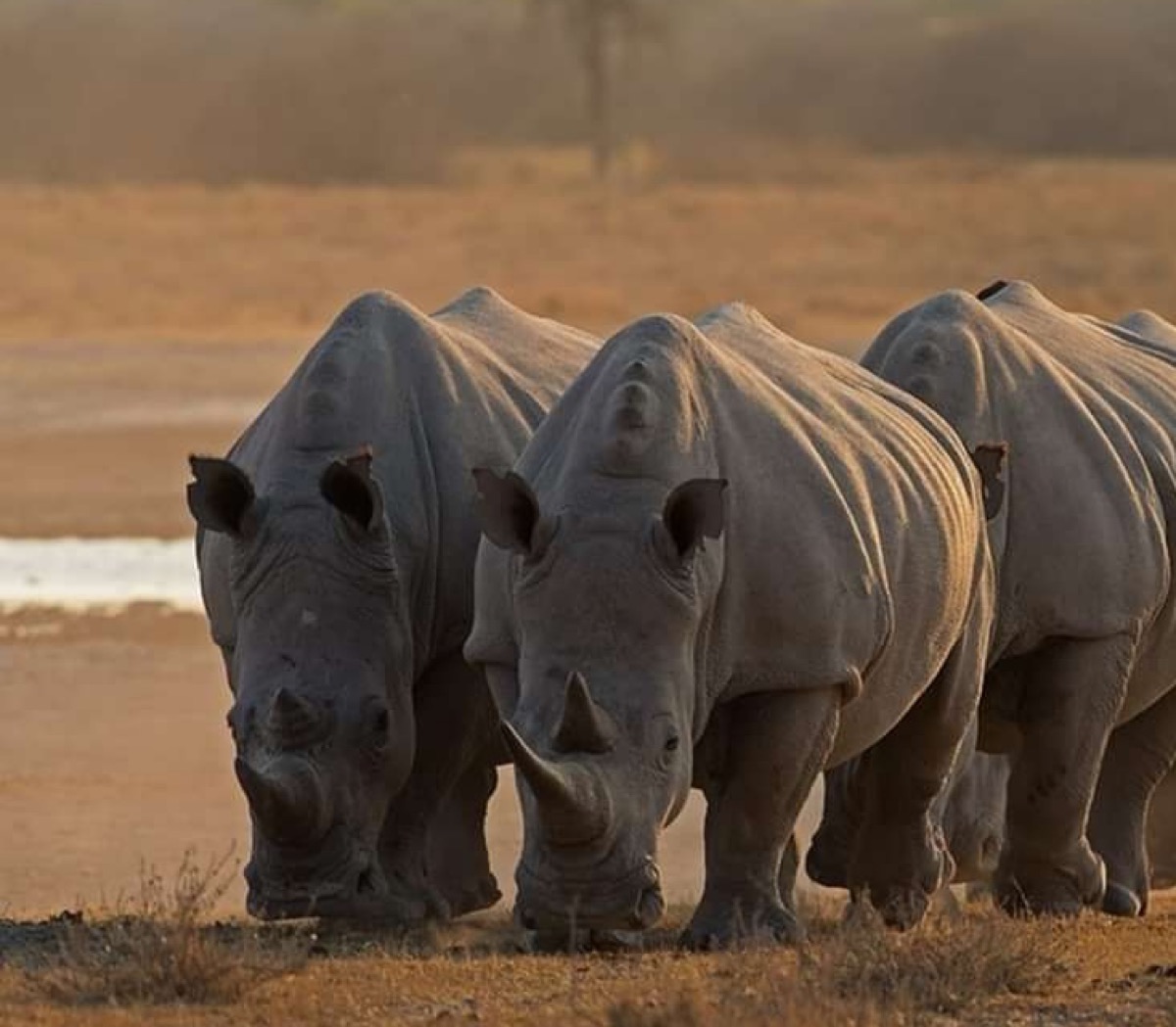 Rhinos in Kaziranga National Park, Assam