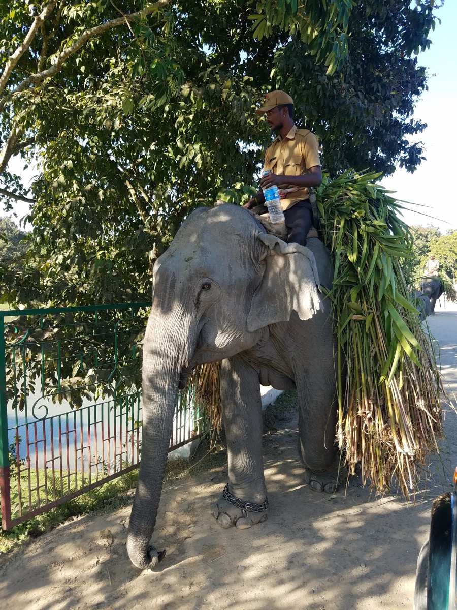 Kaziranga National Park