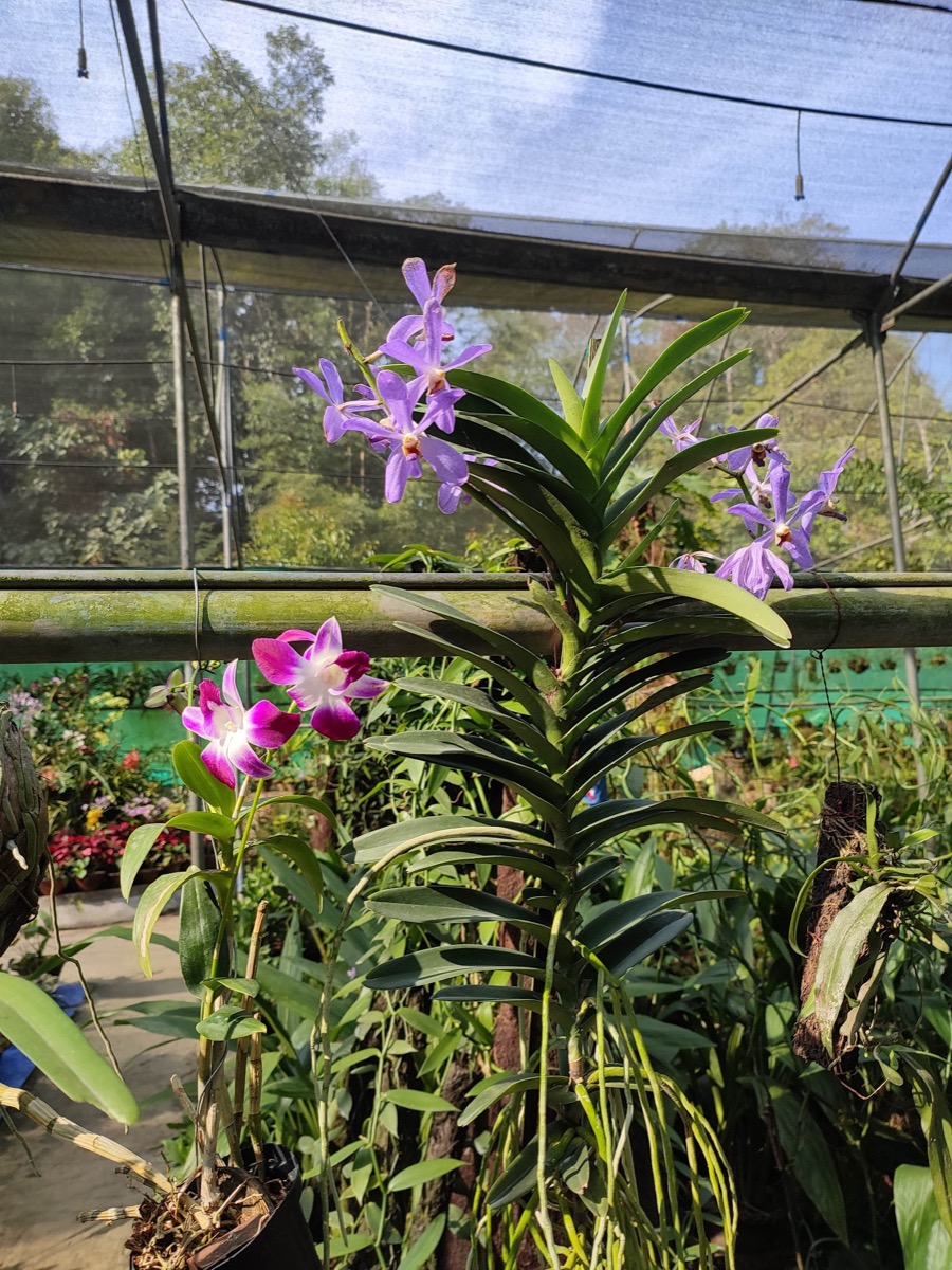 Kaziranga Orchid &amp; Biodiversity Park