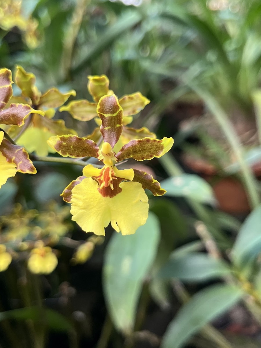 Kaziranga Orchid &amp; Biodiversity Park