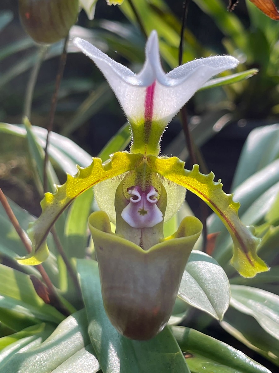 Kaziranga Orchid &amp; Biodiversity Park