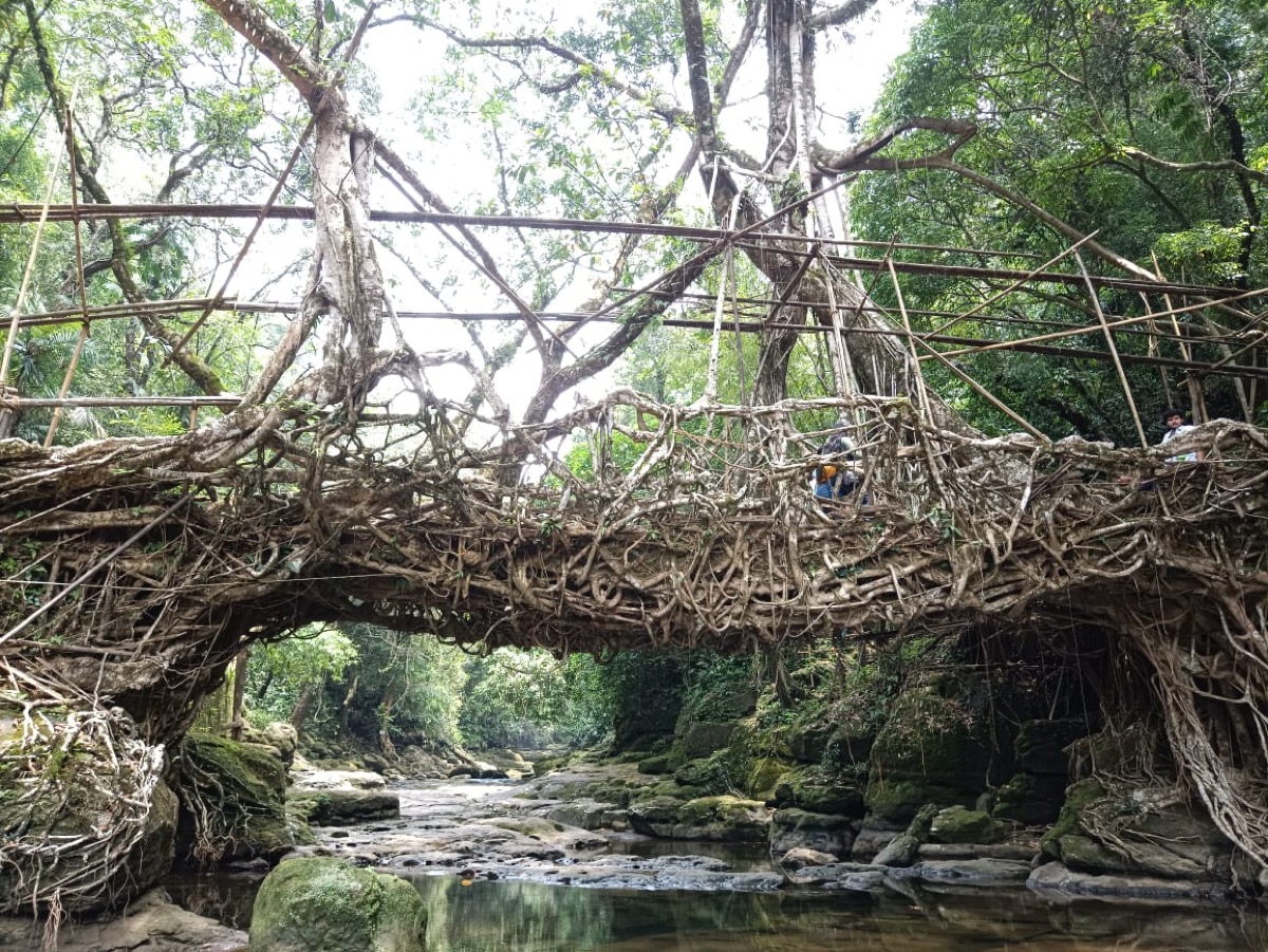 Living root bridge, Riwai, Meghalaya