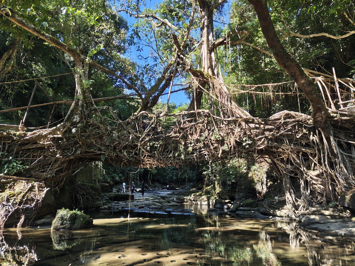 Living Root Bridge, Riwai