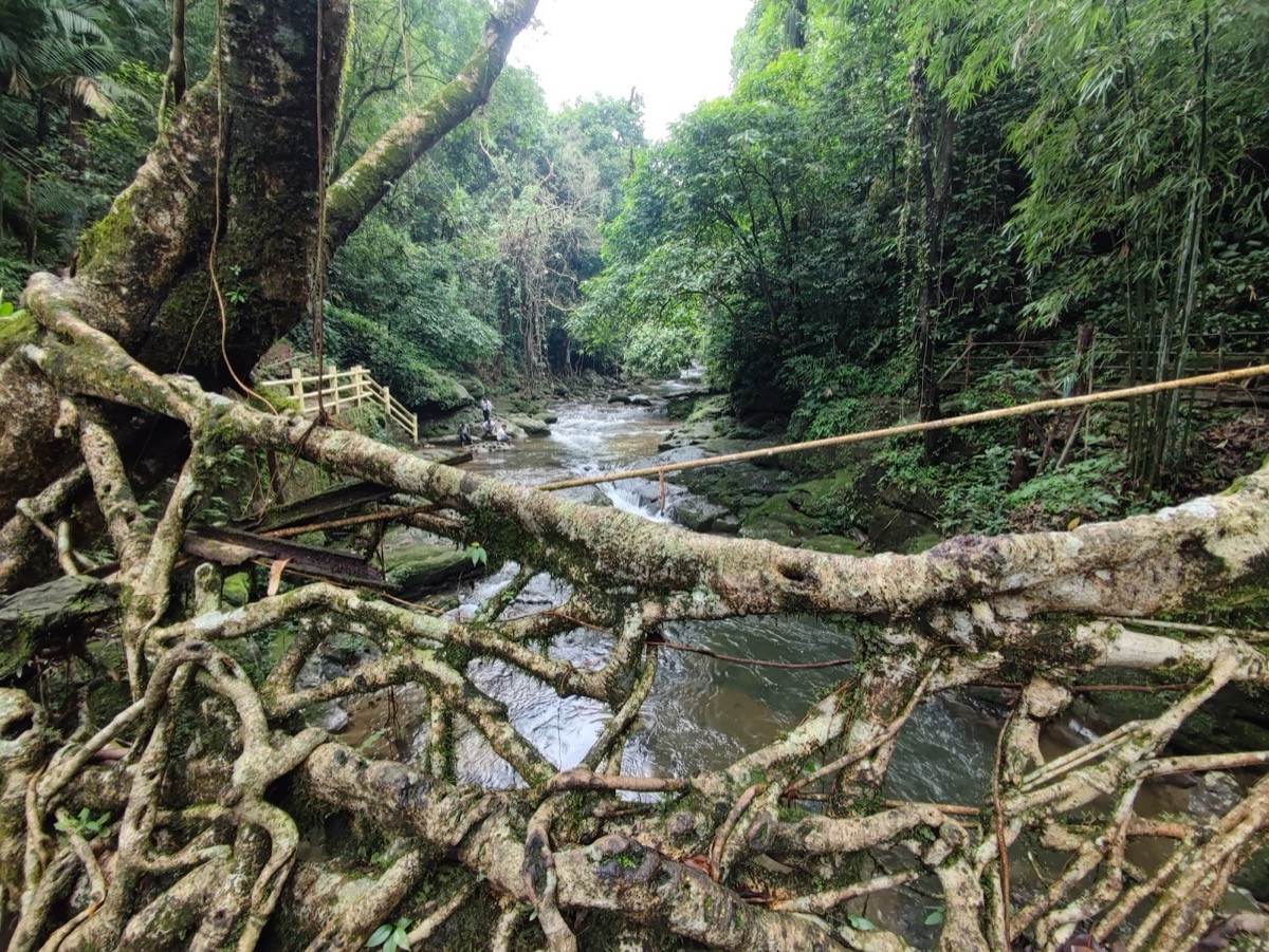 Living Root Bridge, Riwai