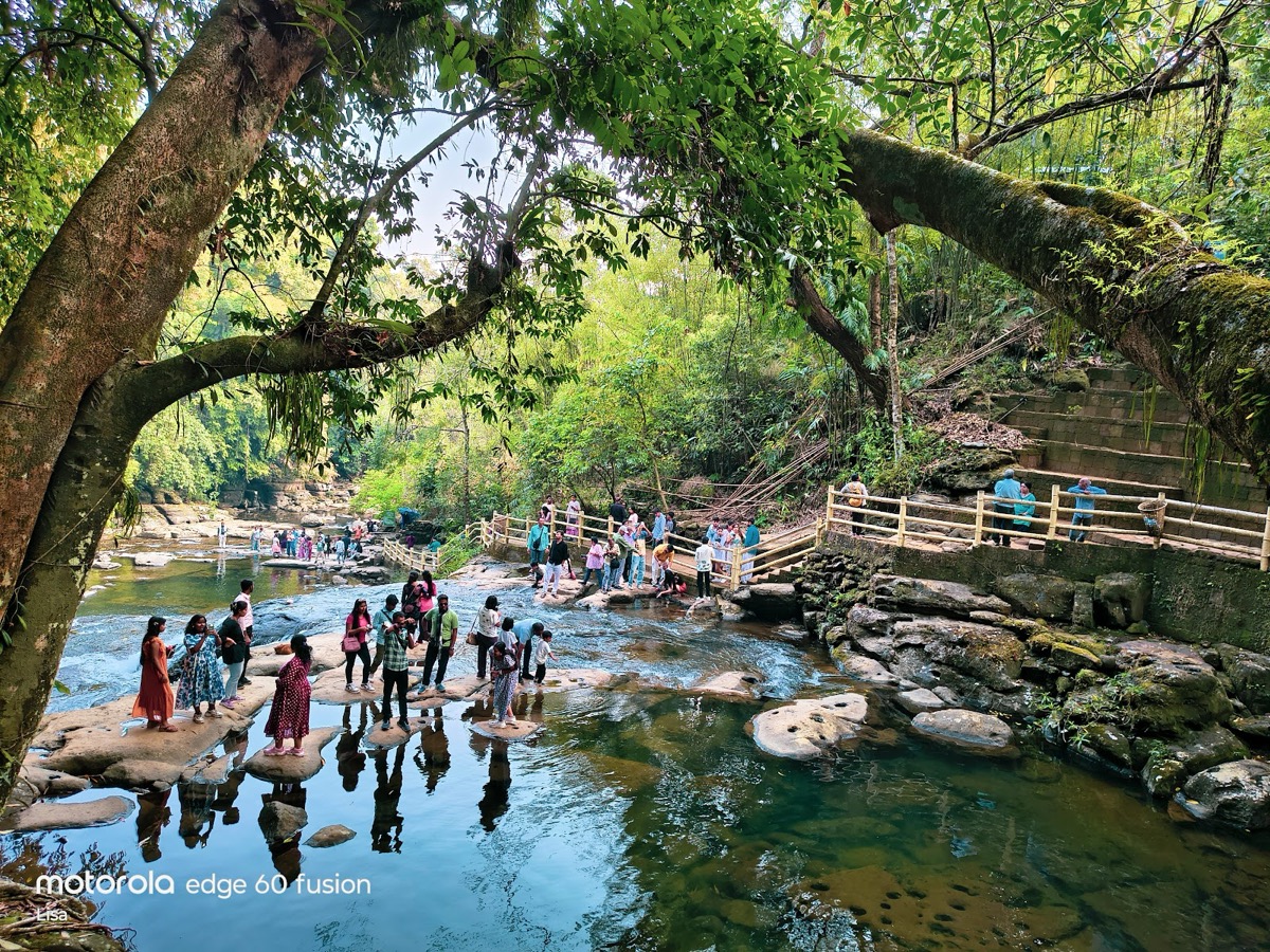 Living Root Bridge, Riwai