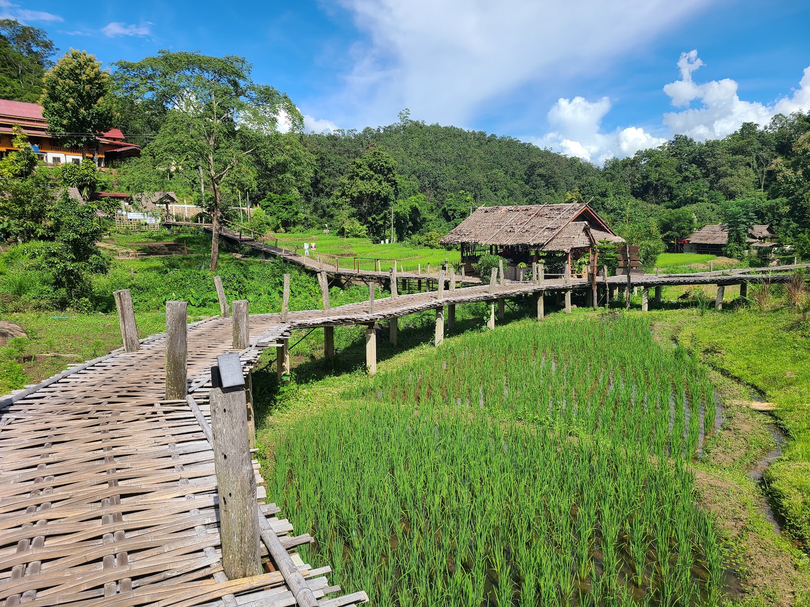 The Kho Ku So bamboo bridge running out across green rice paddies near Pai