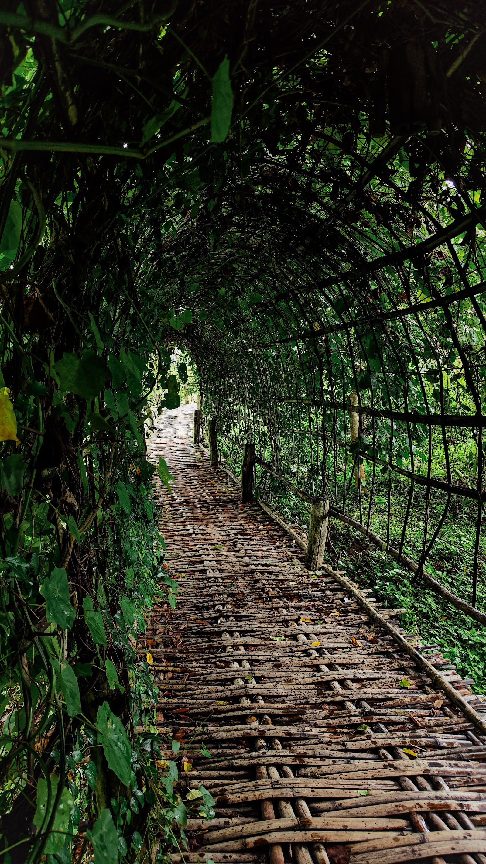 Kho Ku So Bamboo Bridge